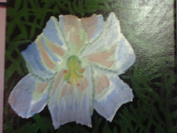 usa iris