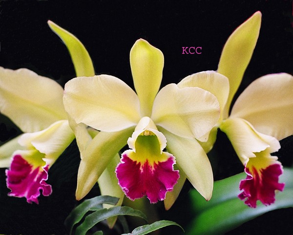 Orchid 2