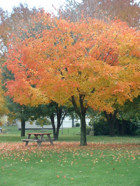leaves of orange