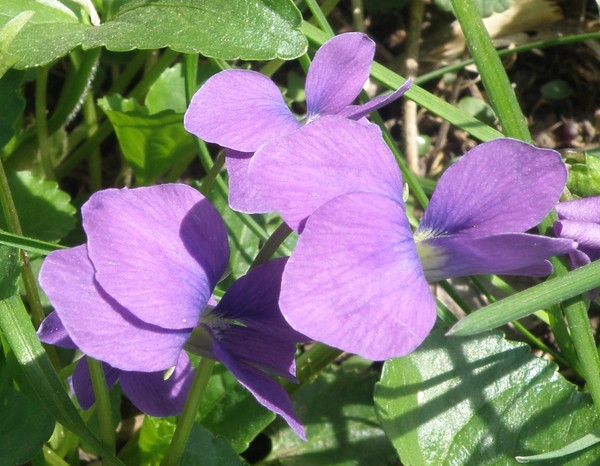 Purple Flower