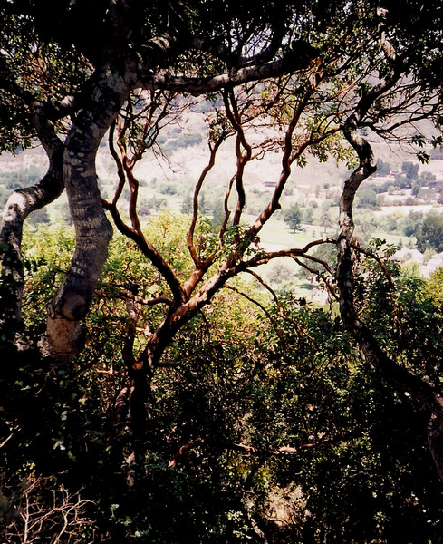 Red Wood