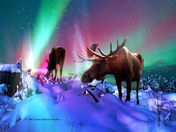 Aurora Moose