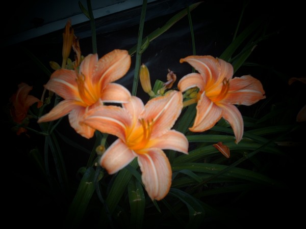 Lilys