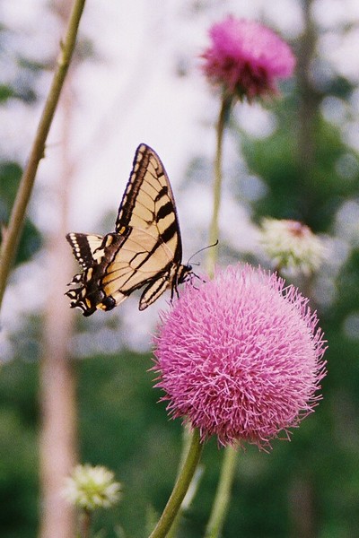 Butterfly on a Pompom