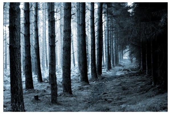 In the woods