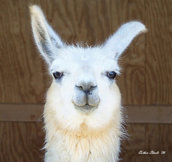 Llama