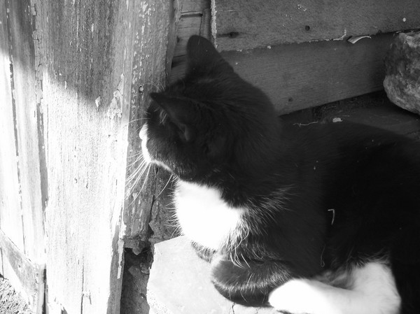 Sir Arthur the Cat