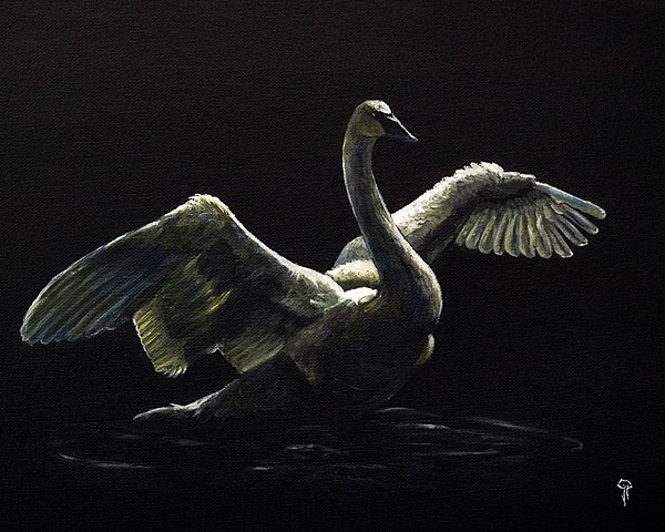 Midnight Swan 