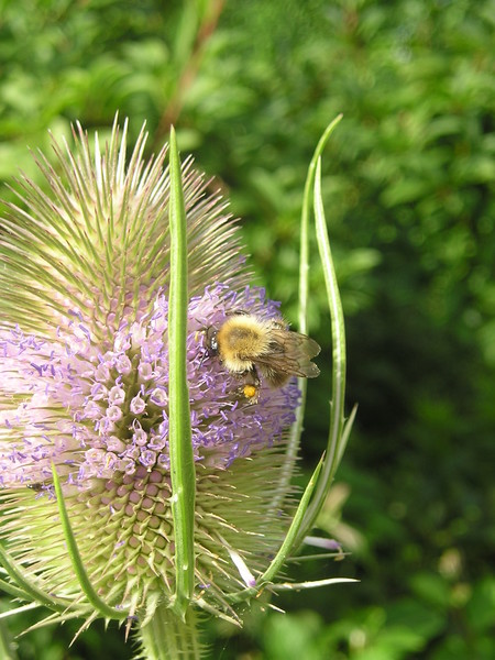 Bee and Teasel 7
