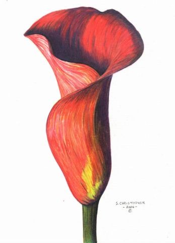 Calla Lily