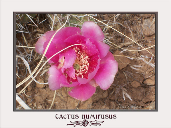 Prickly Pear