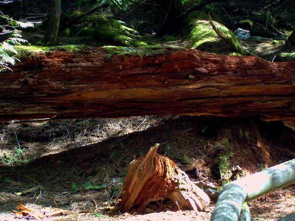 McKenzie River Trail