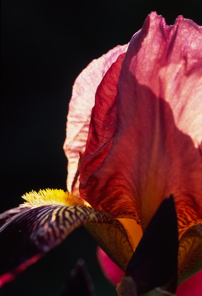Iris