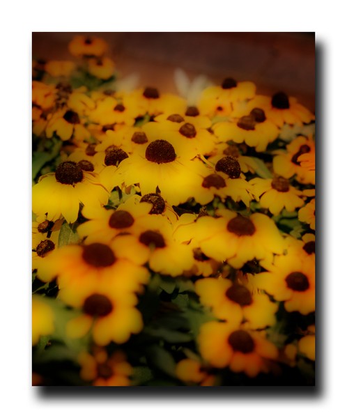 Orton Slide Flowers