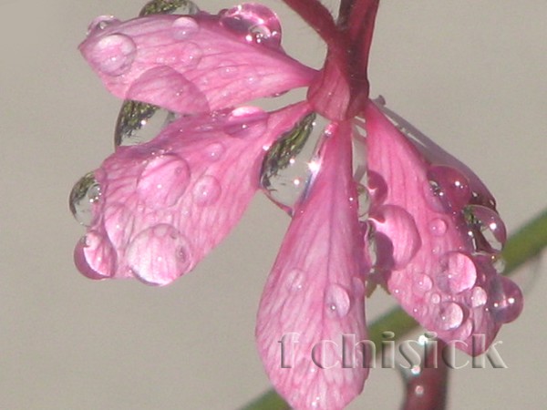 pink flower with water drops