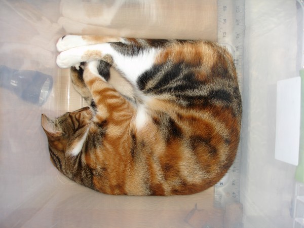 Sheeba Ready For Shipping!