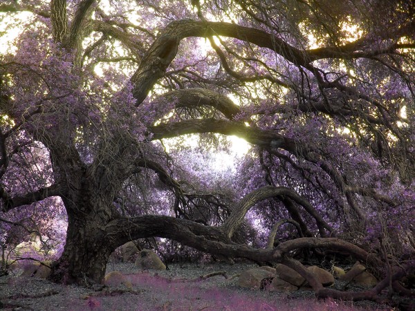 Fairy Tree