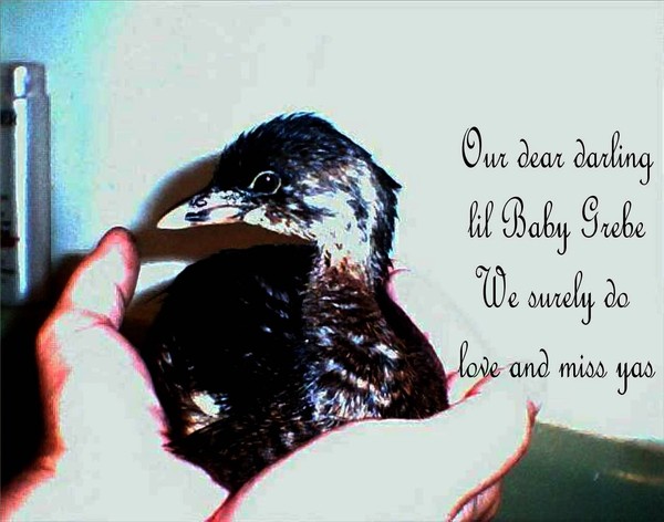 Our lil darling Baby Grebe