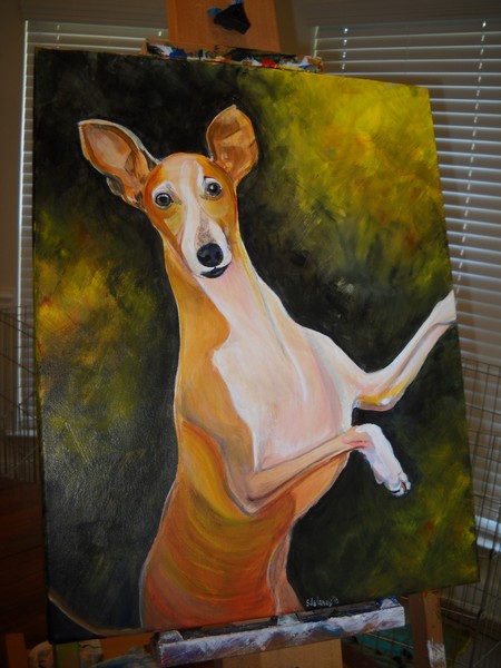 Italian Greyhound