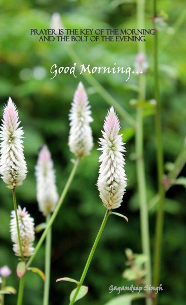 good morning
