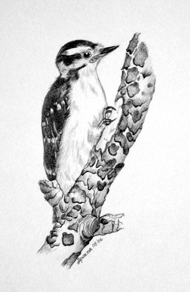 Woodpecker