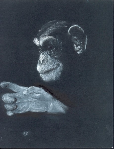 Monkey