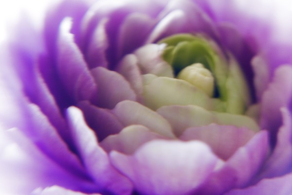 Ranaculus Lavender 