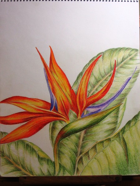Bird of Paradise