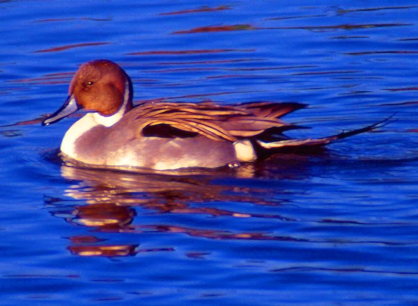 Male northern pintail duck