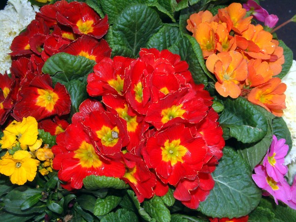 Flowers