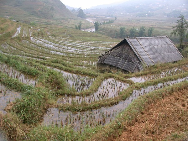 Paddy Field,Vietnam