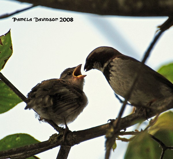 Not Seeds Again!!!