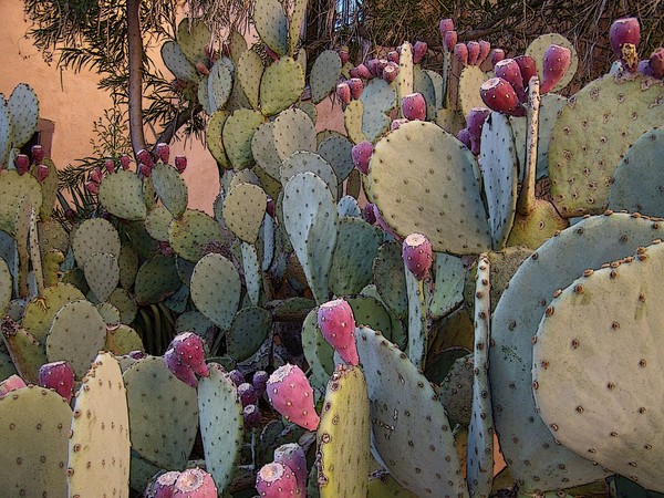   Old town Cactus 