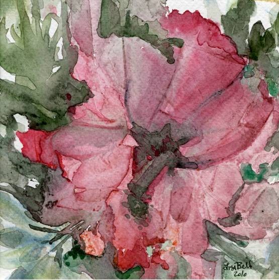 Hibiscus Beauty