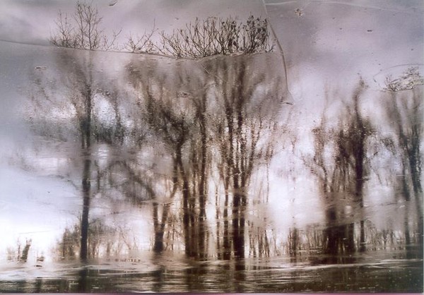 Icetree