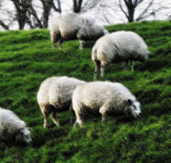 The Sheep