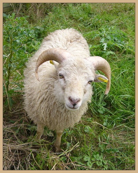 Curious little Sheep