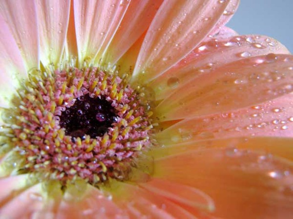 Passionate Peach