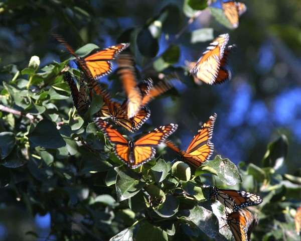 Migrating Monarchs
