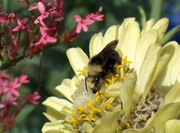 Bee 