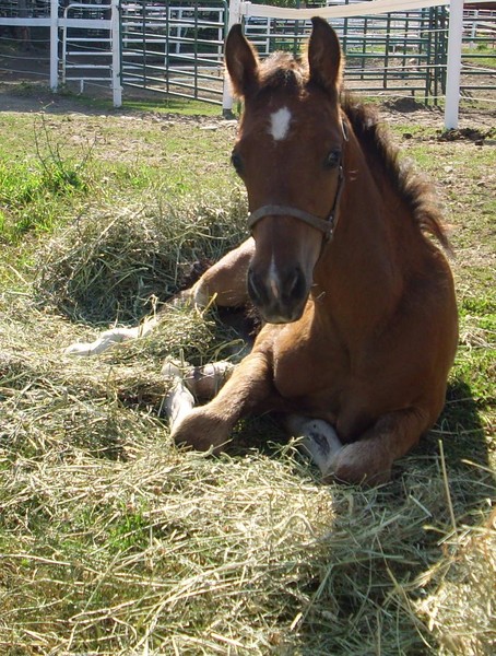 colors foal full size crop front