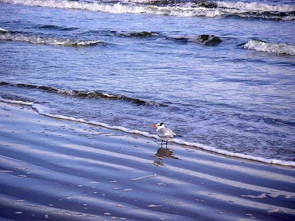 Seaing And Wading
