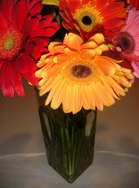 Daisies - Vased