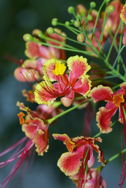 Tropical beauty