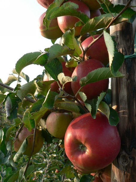 Apples