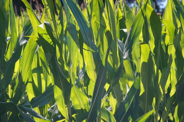 Green Grass