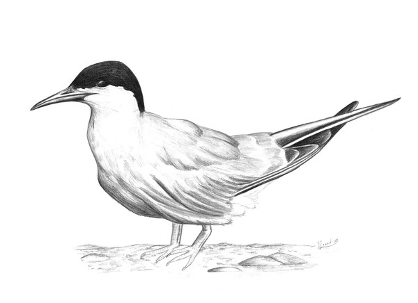 Common tern