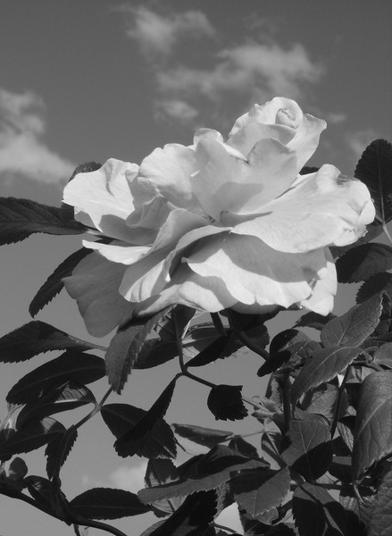 The Rose