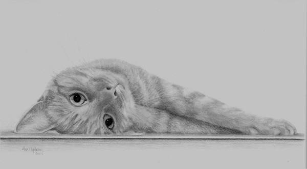 Lounge Kitty