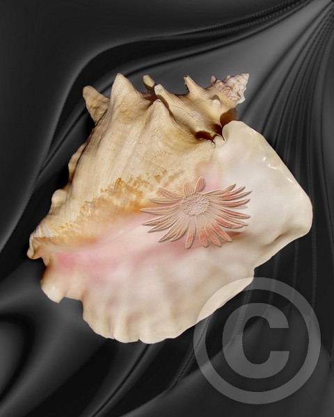 Shell on Silk